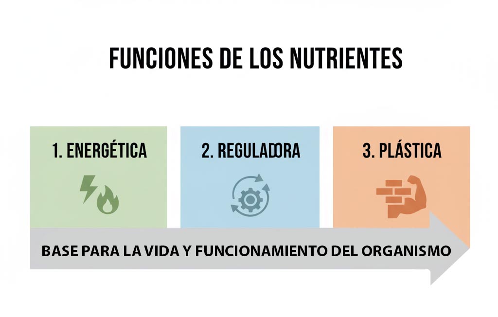 funciones nutrientes