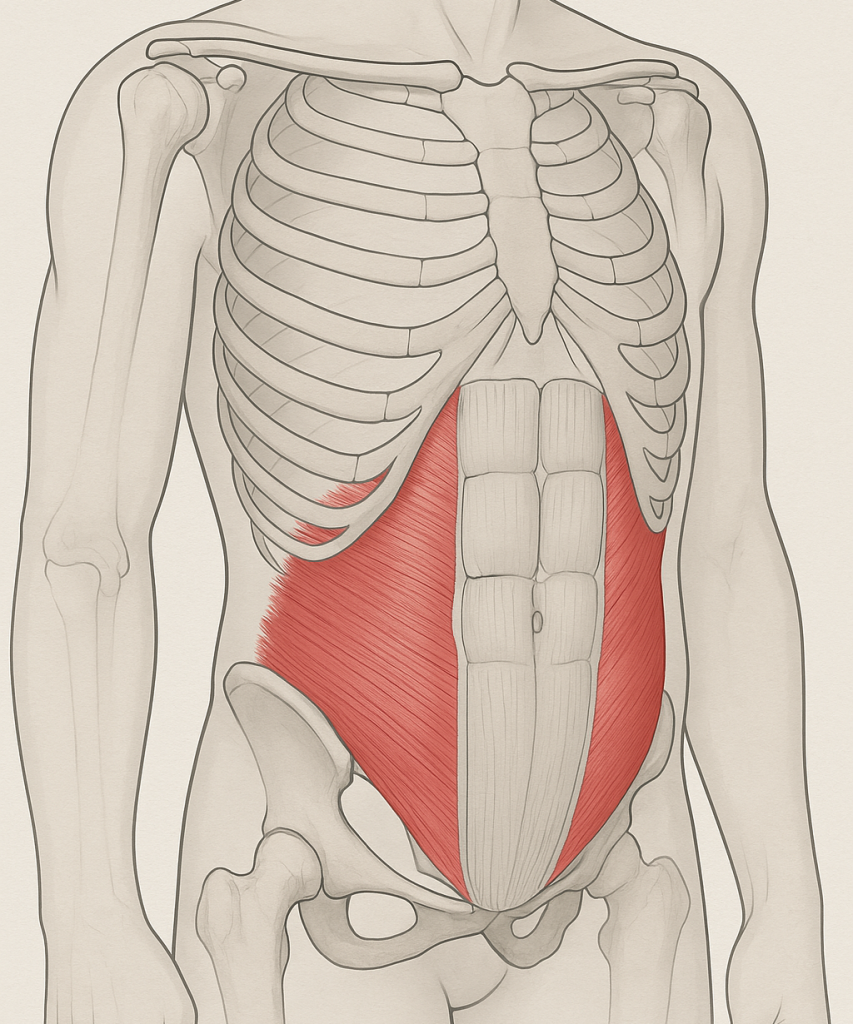 transverso abdominal