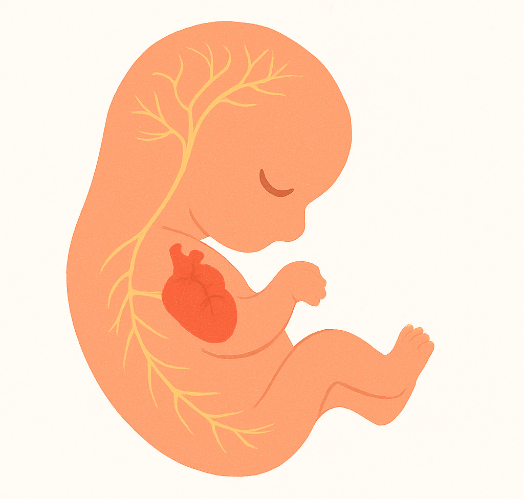 fase prenatal