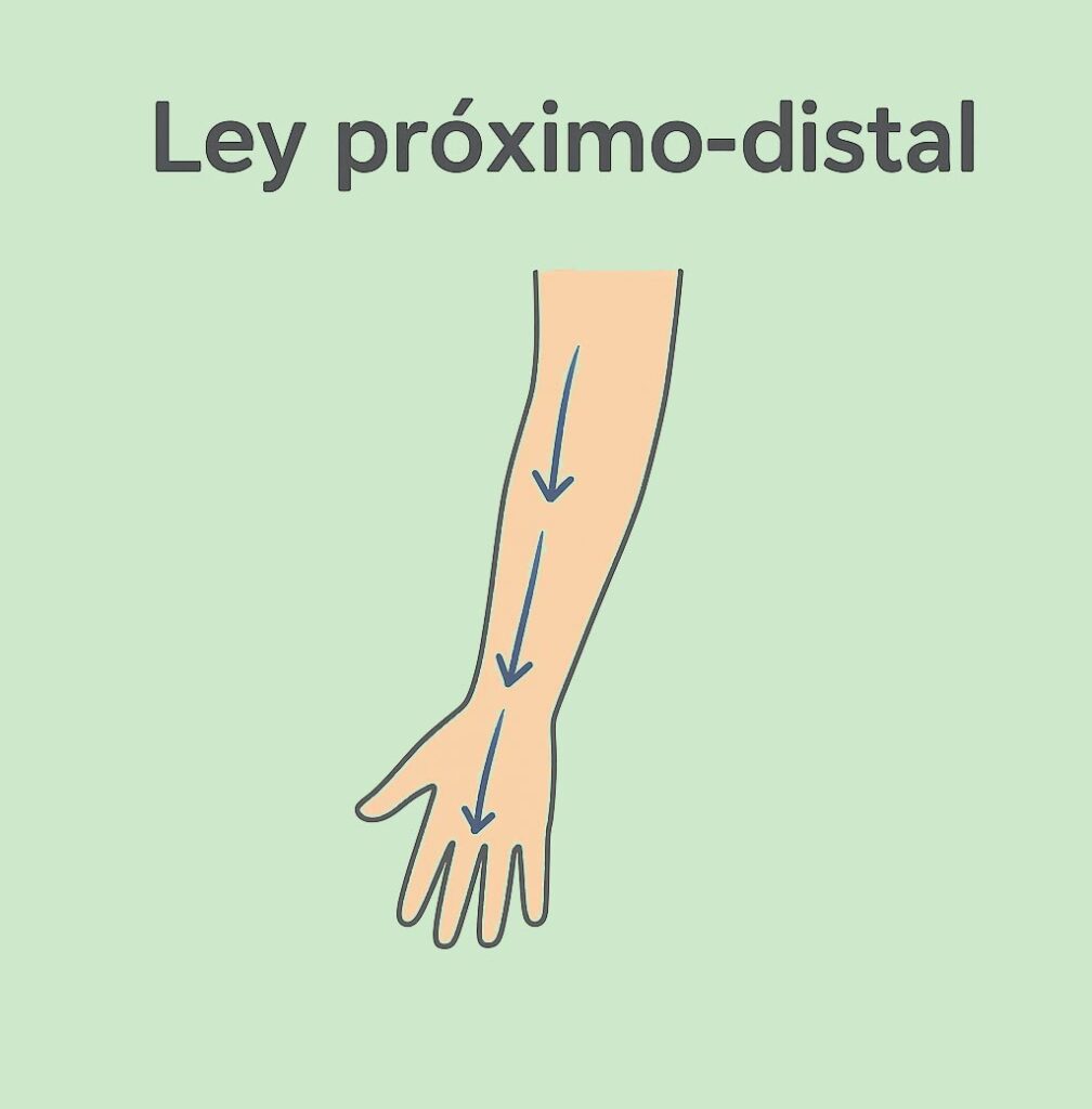 leyes del desarrollo proximodistal
